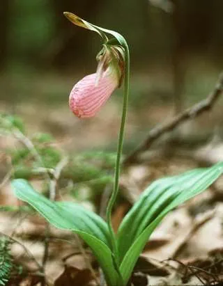 The lost & found ~ "Lady Slipper"